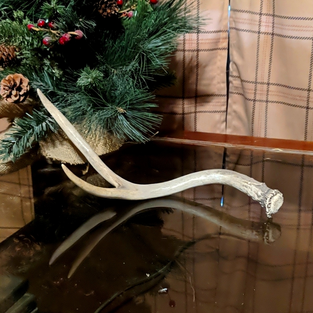 Deer antler